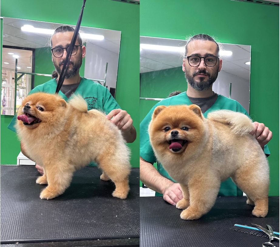 Antes e depois de uma tosquia completa de Spitz na Barbearia do Cão