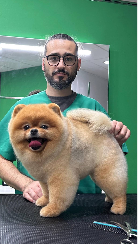 Cão depois da tosquia completa