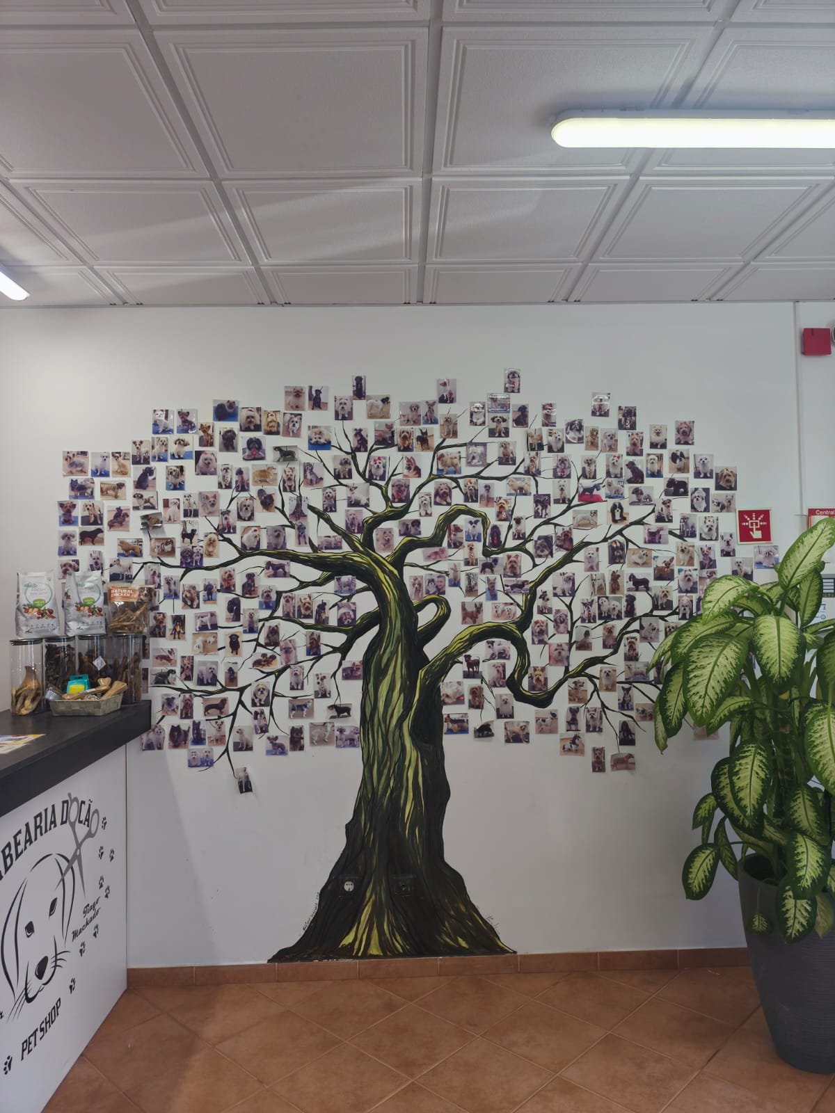 A árvore dos clientes — mural de uma árvore pintada à mão com centenas de fotos de cães tosquiados na Barbearia do Cão